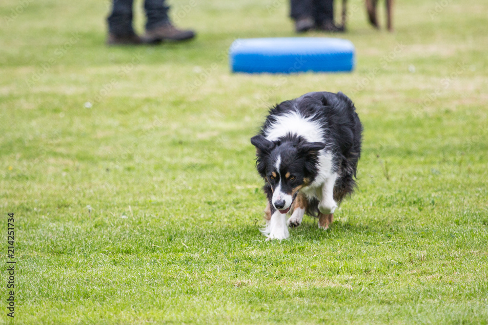 portrait of Border Collie dog on a walk in belgium