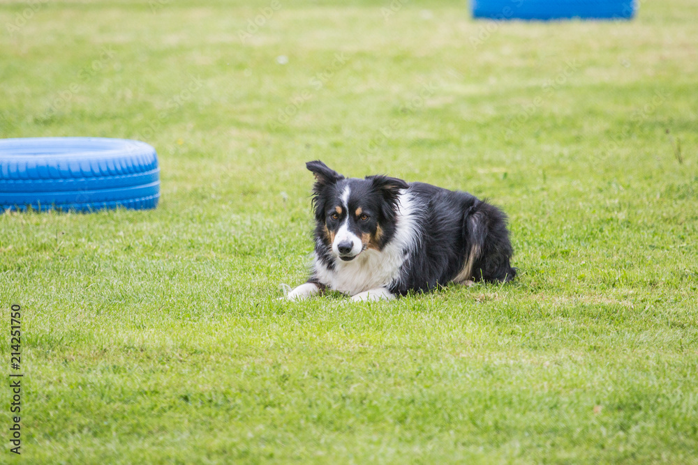 portrait of Border Collie dog on a walk in belgium