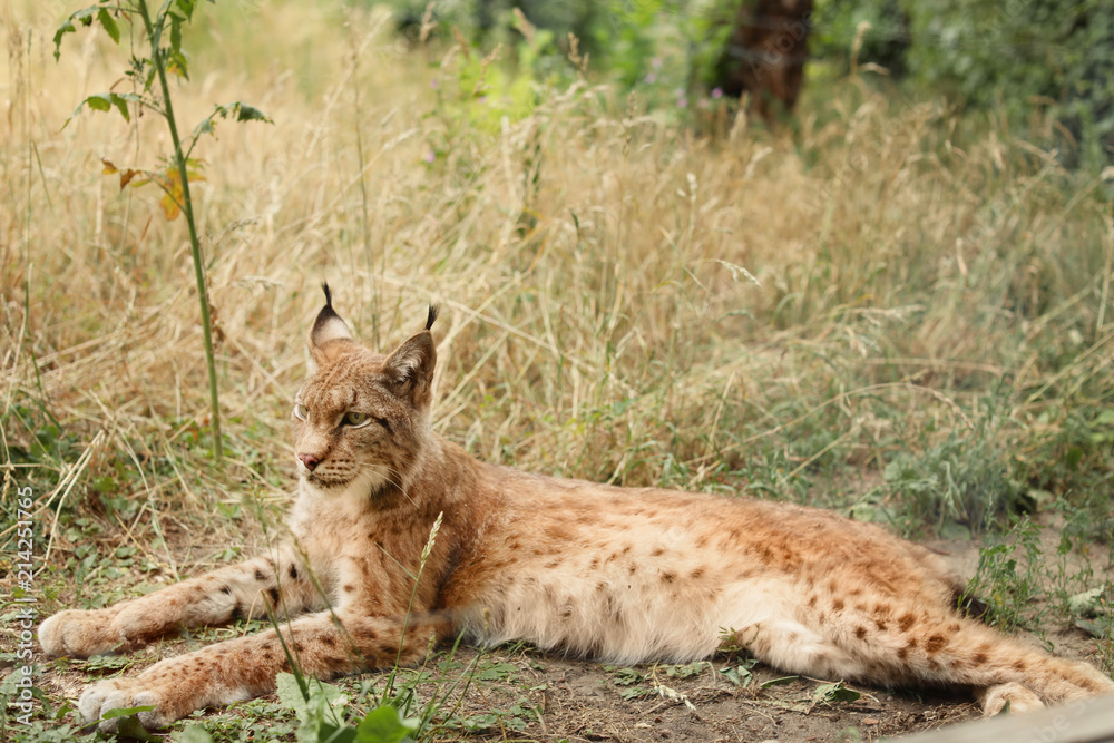 Fototapeta premium Beautiful lynx resting on grass in zoological garden