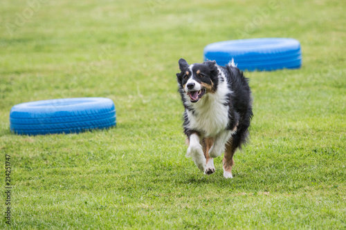 portrait of Border Collie dog on a walk in belgium