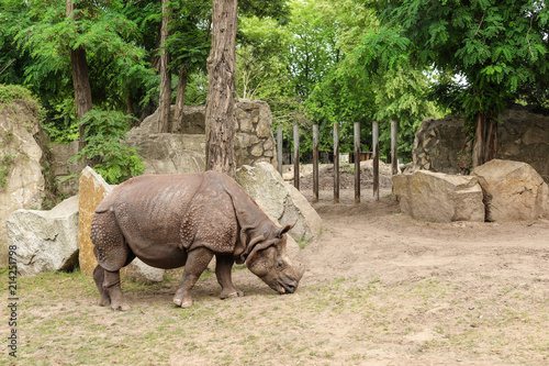 Beautiful rhino in zoological garden. Wild animal