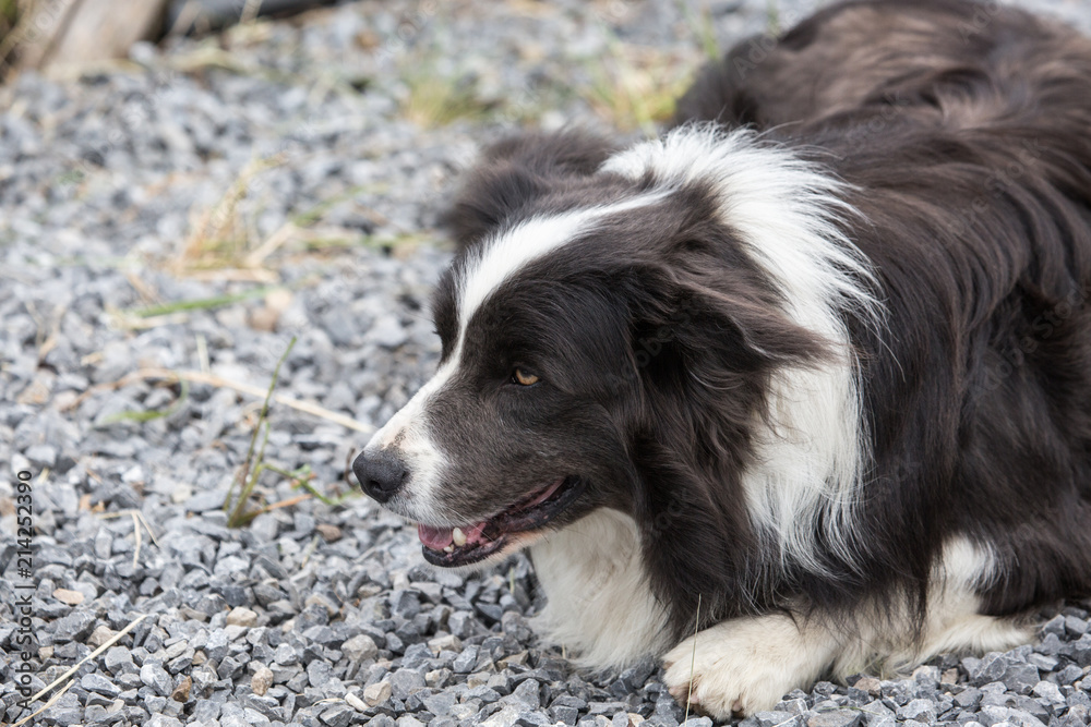 portrait of Border Collie dog on a walk in belgium portrait of Border Collie dog on a walk in belgium