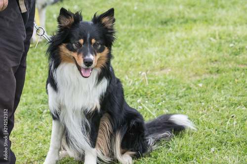 portrait of Border Collie dog on a walk in belgium