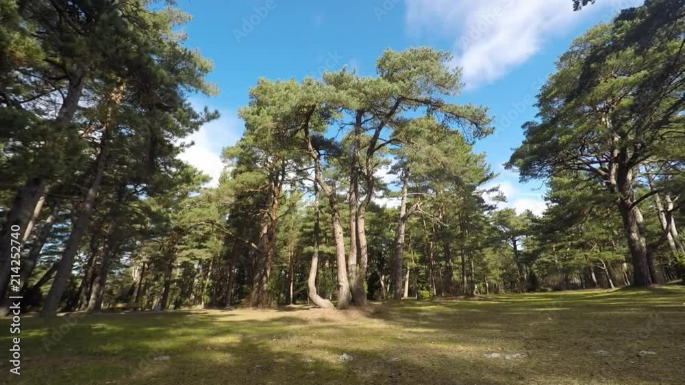 Clouds above the pine. Timelapse Clouds above the pine. Timelapse
