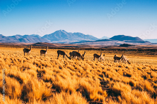 Vicuñas Atacama photo