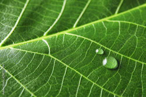 Beautiful green leaf with water drops, closeup