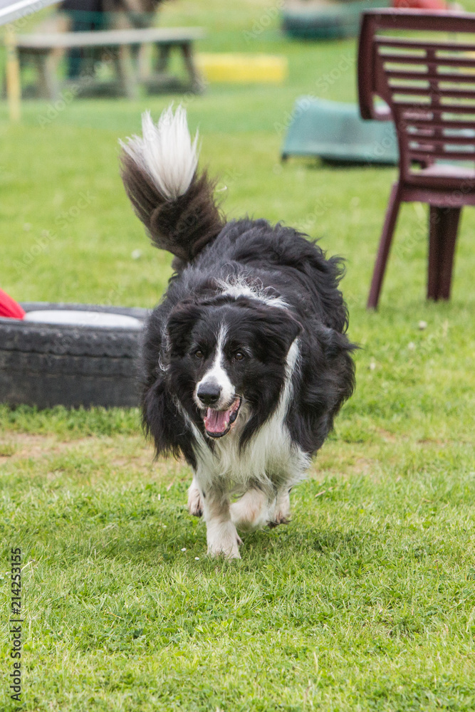 portrait of Border Collie dog on a walk in belgium