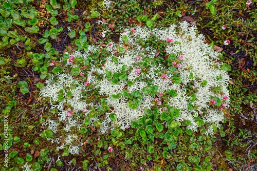 Echte Rentierflechte (Reindeer Lichen, Cladonia rangiferina)