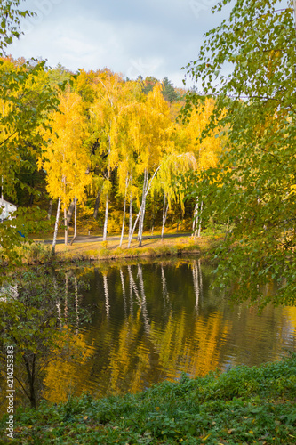 golden white birch trees reflect their image in the park's lake photo