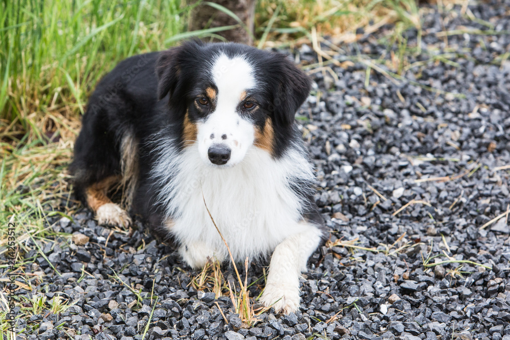 portrait of Border Collie dog on a walk in belgium