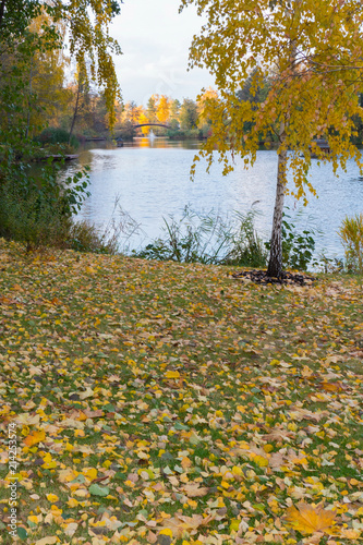 The shore of the lake with a small birch and fallen leaves on the background of a fountain and a bridge in the distance