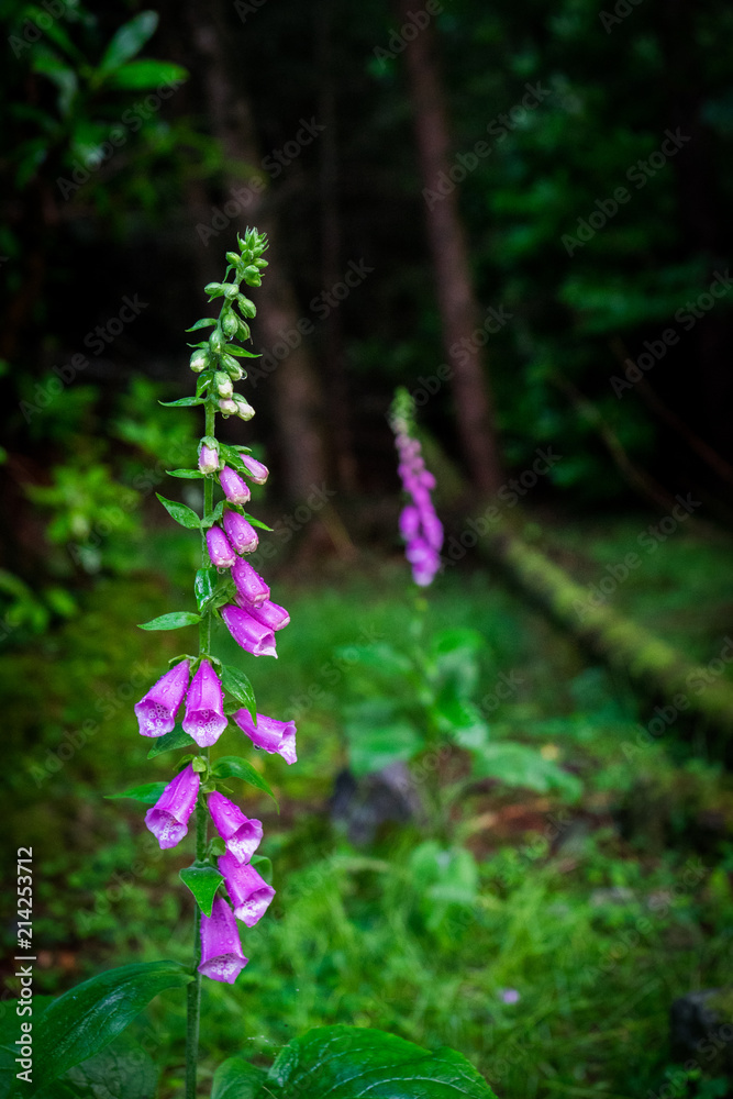 Obraz premium Fox Glove