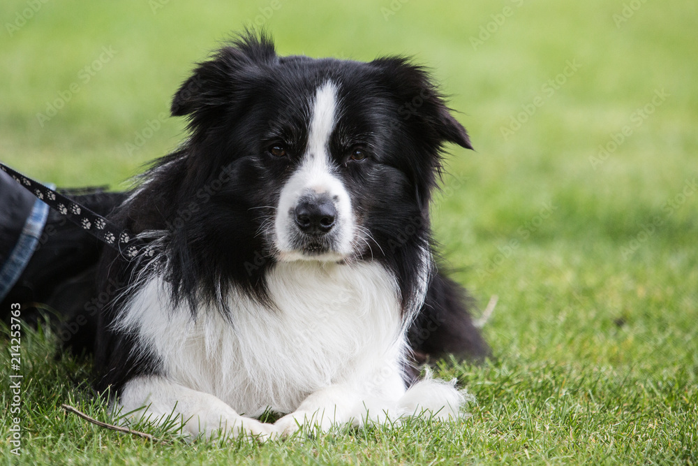 portrait of Border Collie dog on a walk in belgium portrait of Border Collie dog on a walk in belgium