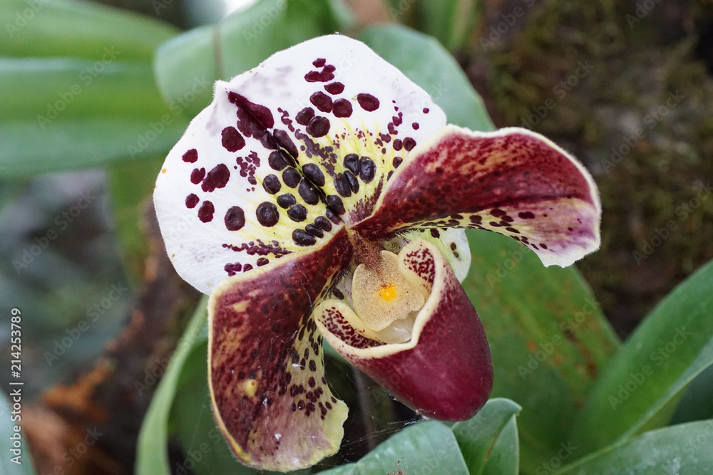 Orchidee