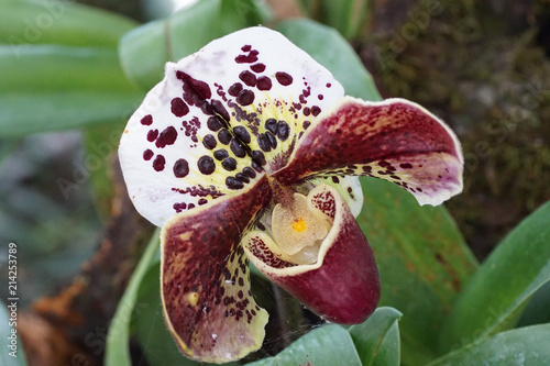 Obraz na płótnie Orchidee w salonie