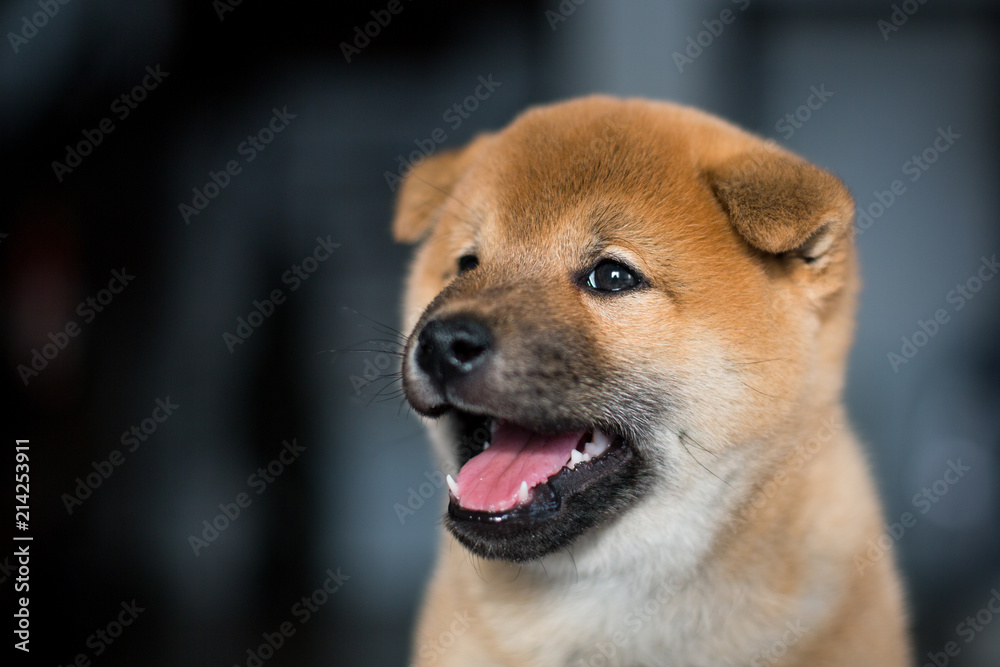 Profile Portrait of cute Shiba Inu dog puppy with tonque out on a dark background Profile Portrait of cute Shiba Inu dog puppy with tonque out on a dark background