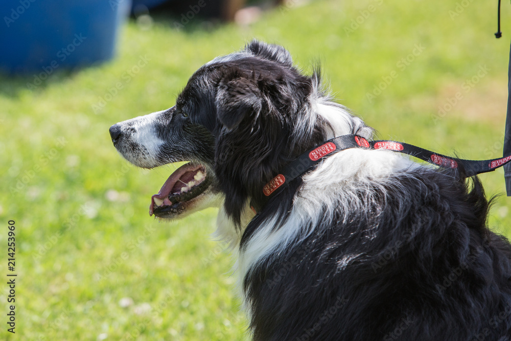 portrait of Border Collie dog on a walk in belgium portrait of Border Collie dog on a walk in belgium