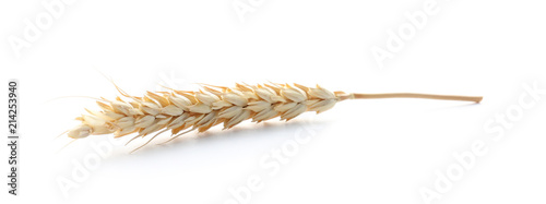 Spikelet on white background. Healthy grains and cereals