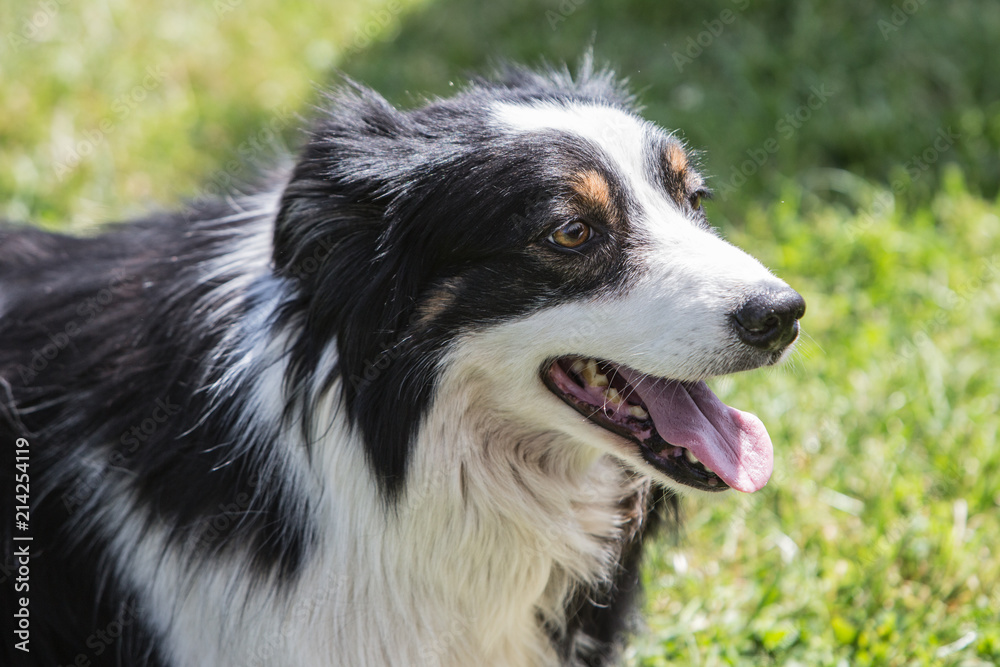 portrait of Border Collie dog on a walk in belgium portrait of Border Collie dog on a walk in belgium
