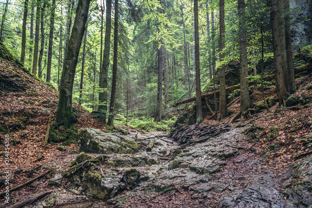 Path of the Sucha Bela hiking trail in park called Slovak Paradise, Slovakia