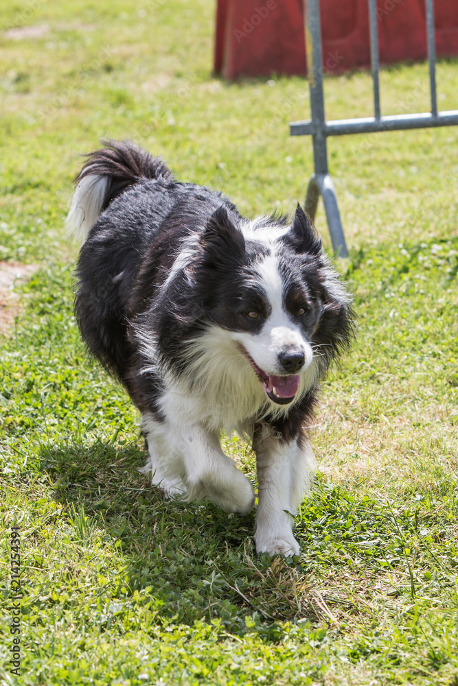 portrait of Border Collie dog on a walk in belgium portrait of Border Collie dog on a walk in belgium