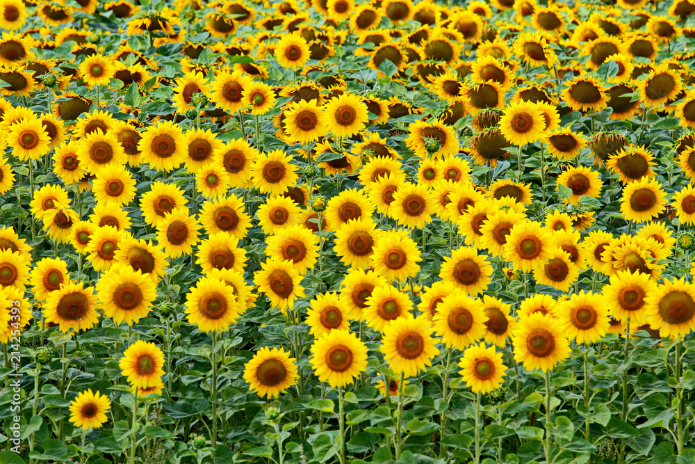 the field of flowering yellow suns turned heads to the lens the field of flowering yellow suns turned heads to the lens