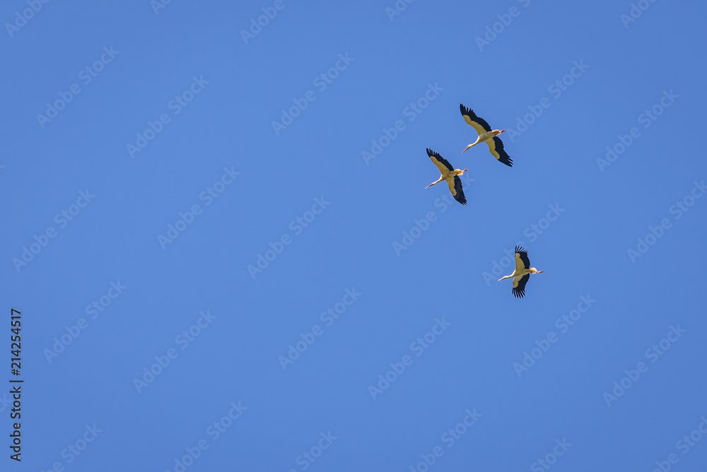 Three storks against blue sky in Masovian Voivodeship of Poland