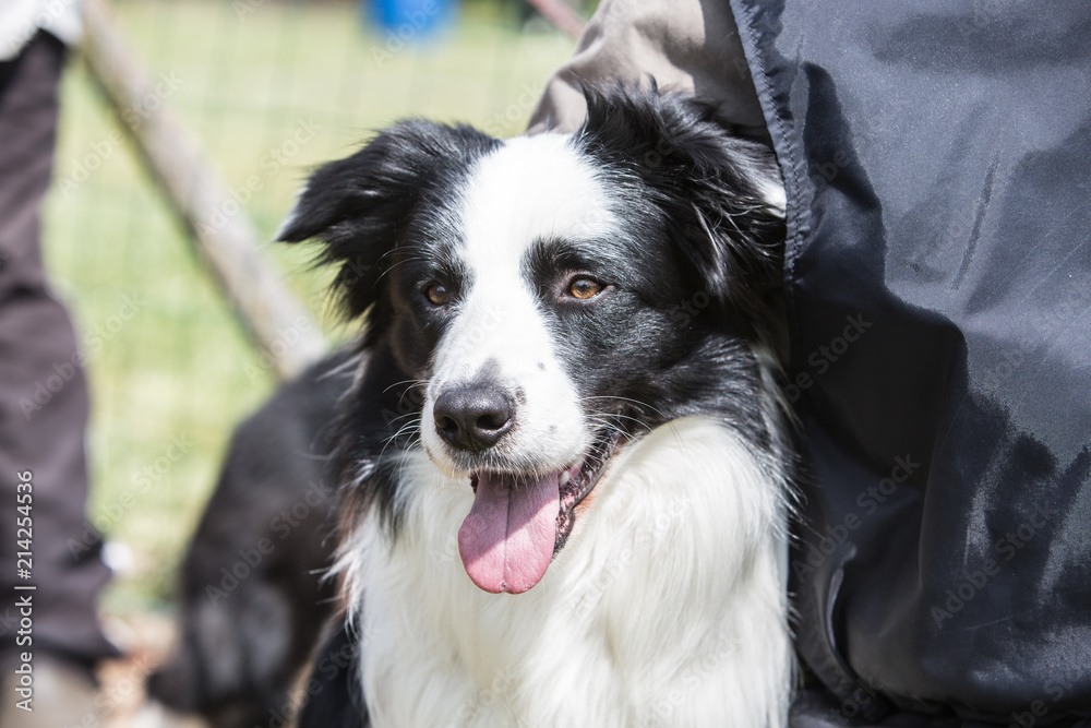 portrait of Border Collie dog on a walk in belgium portrait of Border Collie dog on a walk in belgium