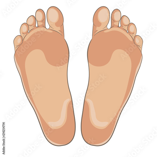 Left and right foot soles illustration for footwear, shoe concepts, medical, health, massage, spa, acupuncture centers etc. Realistic cartoon style, colored with skin tones. Vector isolated on white.