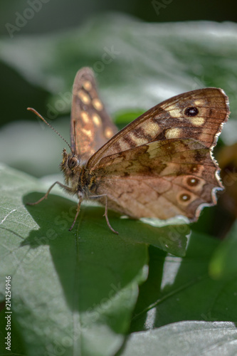 brown butterfly close-up