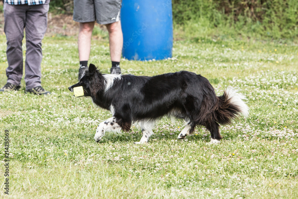 portrait of Border Collie dog on a walk in belgium portrait of Border Collie dog on a walk in belgium
