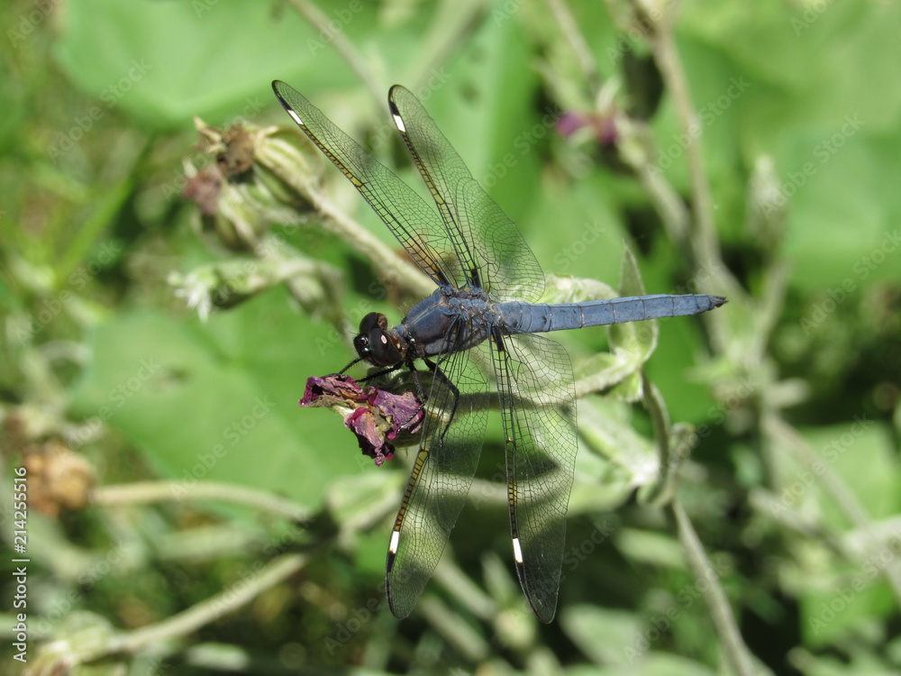A male spangled skimmer dragonfly (Libellula cyanea) perched on a plant outside in the sun A male spangled skimmer dragonfly (Libellula cyanea) perched on a plant outside in the sun