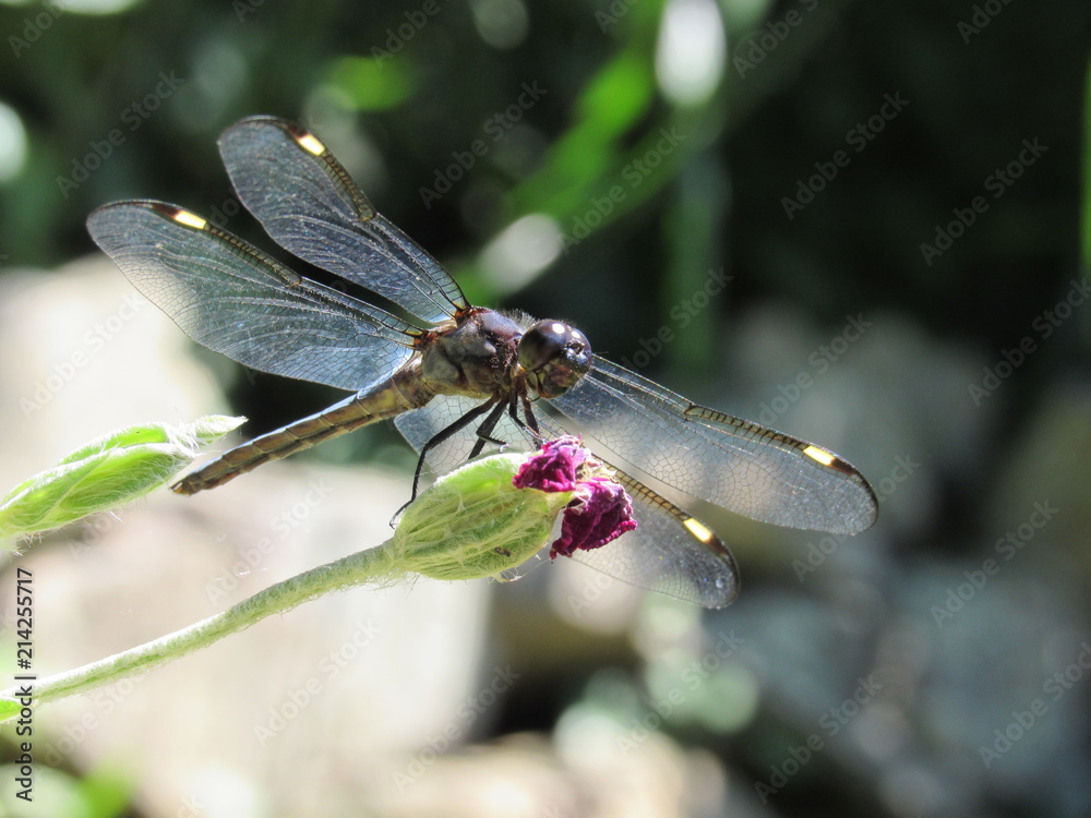 A male spangled skimmer dragonfly (Libellula cyanea) perched on a plant outside in the sun A male spangled skimmer dragonfly (Libellula cyanea) perched on a plant outside in the sun