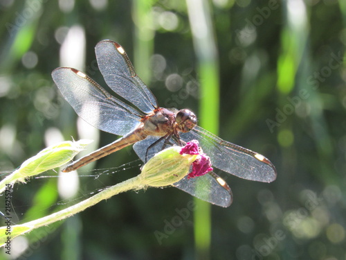 A male spangled skimmer dragonfly (Libellula cyanea) perched on a plant outside in the sun photo