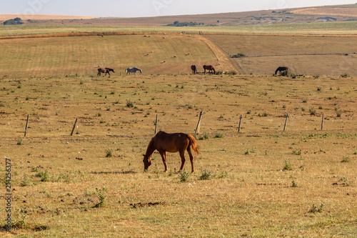 Horses grazing in a field  on an early summer s morning