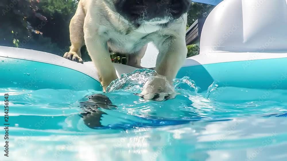 Mops Hund spielt am Pool