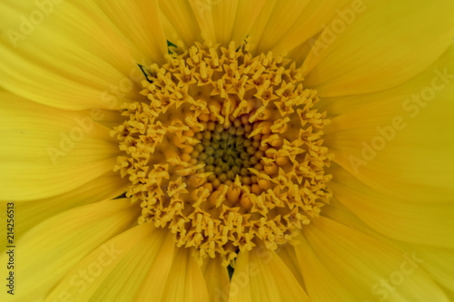 sunflower macro close-up