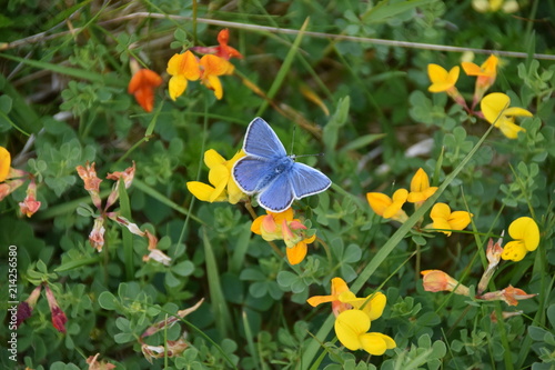 Canvas Print Common Blue butterfly, Scotland
