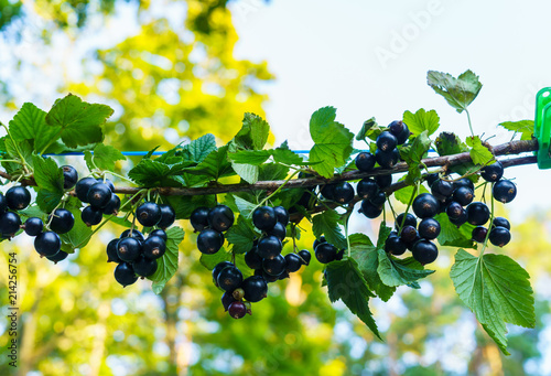 Beautiful, delicious blackcurrant berries on a branch
