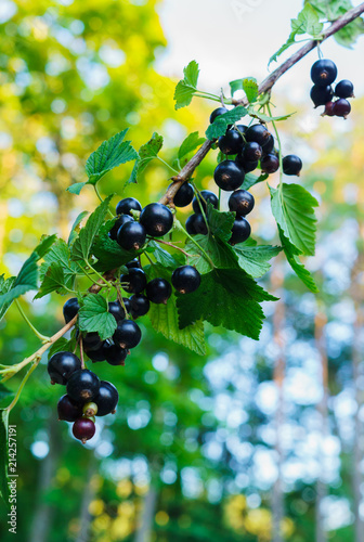 Beautiful, delicious blackcurrant berries on a branch