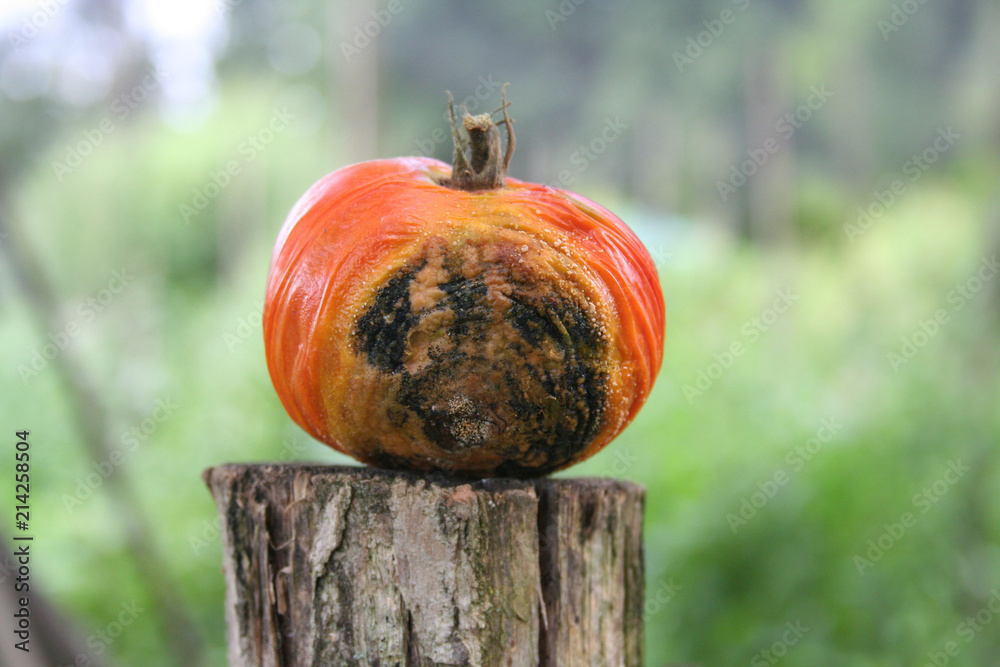 Rotten tomato in the vegetable garden. Red tomato with downy mildew