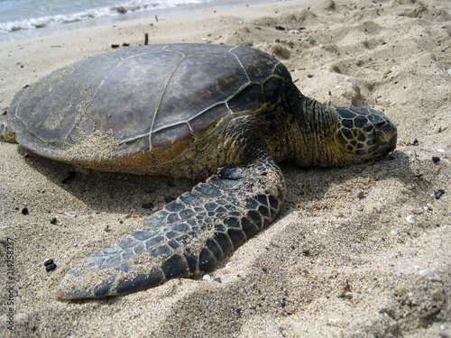 Turtle on the Sand © Kate