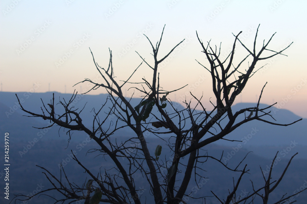 Bare tree Bare tree