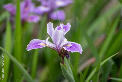 Purple iris in garden with more irisis out of focus in background. photo