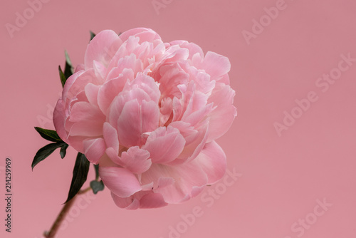 Single pink peony stem on pastel pink background. photo