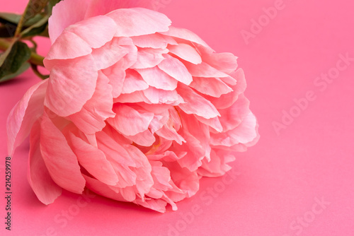 Fototapeta Naklejka Na Ścianę i Meble -  Close up of single pink peony stem on laying on  pink background.