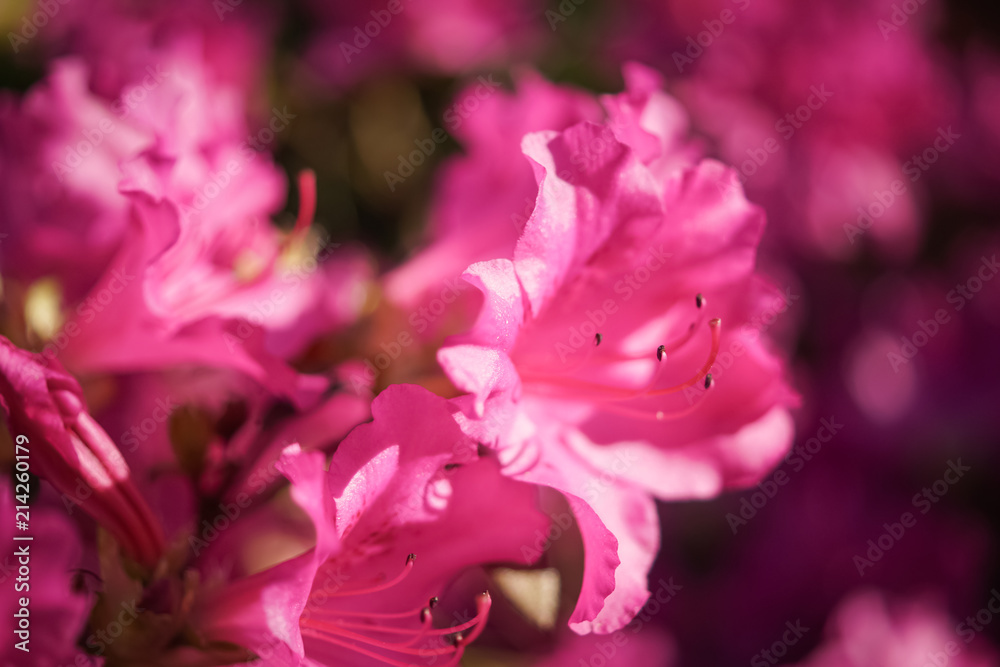 pink flower, Rhododendron