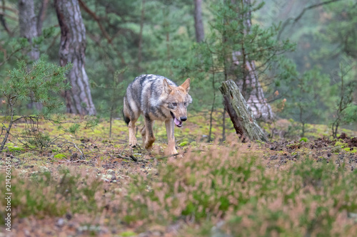 Close up portrait of a grey wolf  Canis Lupus  also known as Timber wolf displaying an agressive facial dominant expression in the Canadian forest during the summer months