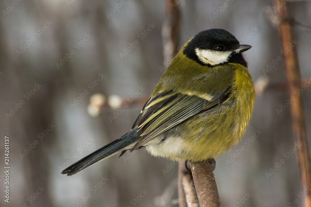 Obraz premium Great tit