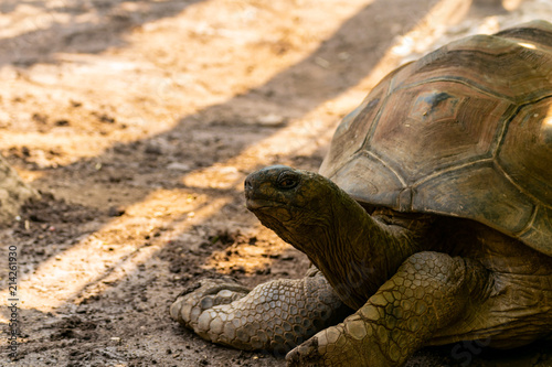 Der Kopf von einer Riesenschildkröte